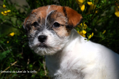 Viky du Domaine de Léon de la Seille - Jack Russell Terrier