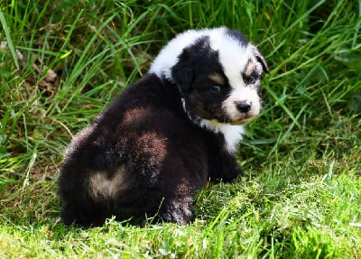 Les chiots de Berger Australien