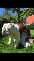 Étalon Bulldog Anglais - Jadore Du Domaine Du Béal
