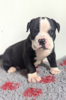 Les chiots de Bulldog continental
