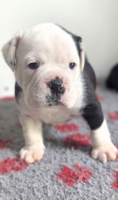 Les chiots de Bulldog continental