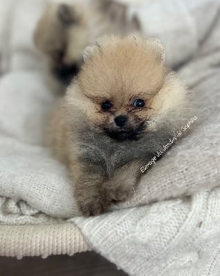 Spitz allemand