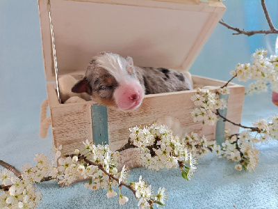 Les chiots de Berger Américain Miniature