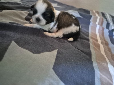 Shih Tzu