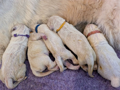 Les chiots de Golden Retriever