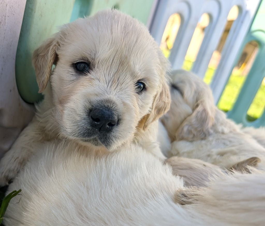 CHIOT - Golden Retriever