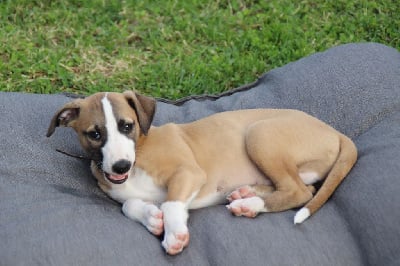 Les chiots de Whippet