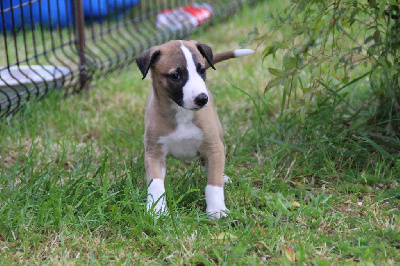 Les chiots de Whippet