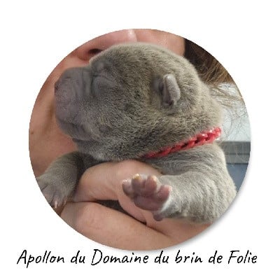 Shar Pei