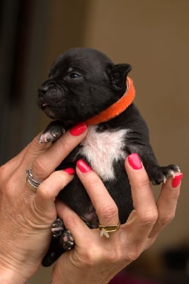CHIOT 4 Collier orange - Staffordshire Bull Terrier