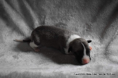 CHIOT 2 - Whippet