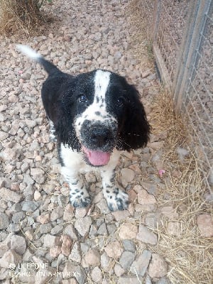 Les chiots de English Springer Spaniel