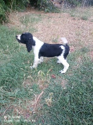 Les chiots de English Springer Spaniel