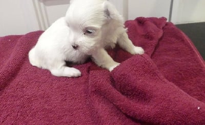 Les chiots de Bichon maltais