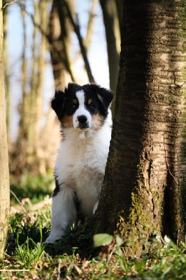 Les chiots de Berger Australien