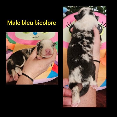Les chiots de Berger Australien