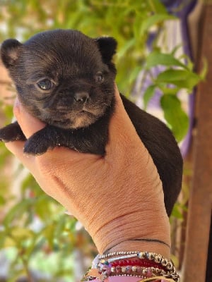 Les chiots de Chihuahua