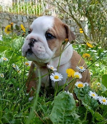Les chiots de Bulldog Anglais