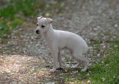 Les chiots de Petit Levrier Italien
