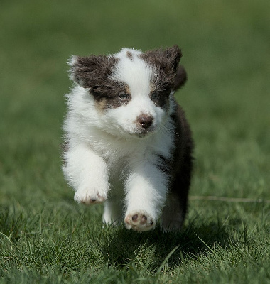 Les chiots de Berger Australien