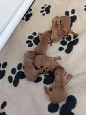 Les chiots de Cavalier King Charles Spaniel
