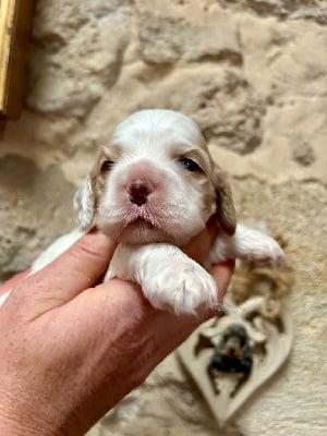 Les chiots de American Cocker Spaniel