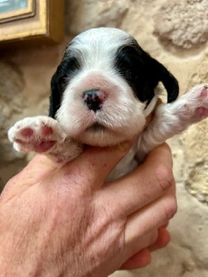 Les chiots de American Cocker Spaniel