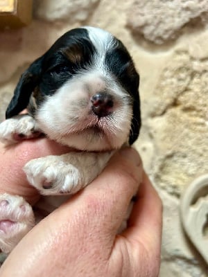 American Cocker Spaniel