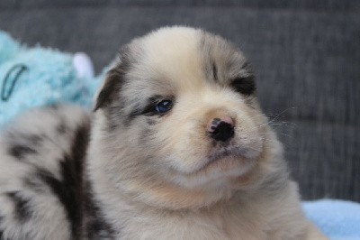 Les chiots de Berger Australien