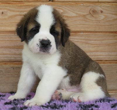 Les chiots de Chien du Saint-Bernard