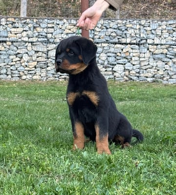 Les chiots de Rottweiler