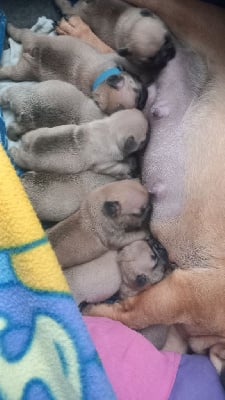 Les chiots de Bouledogue français