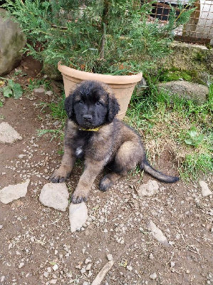 Les chiots de Leonberger