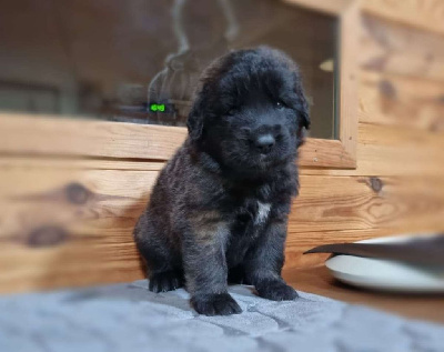 Les chiots de Leonberger