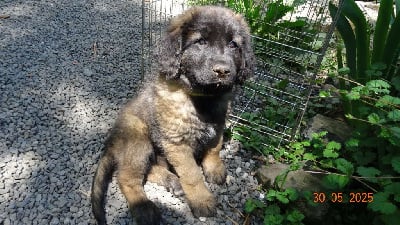 Les chiots de Leonberger