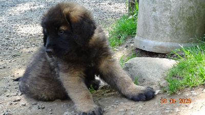 Les chiots de Leonberger