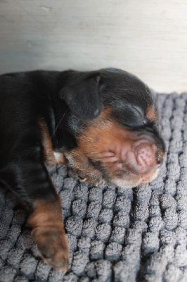 Les chiots de Cocker Spaniel Anglais