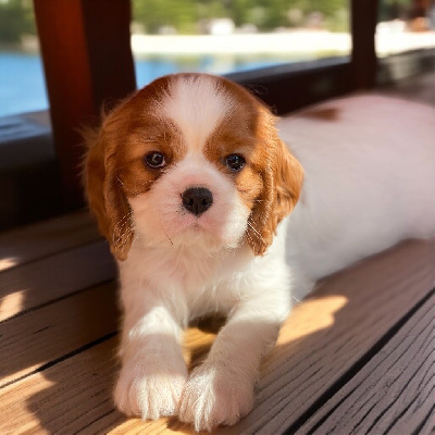 Les chiots de Cavalier King Charles Spaniel