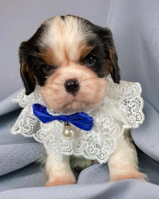 Les chiots de Cavalier King Charles Spaniel