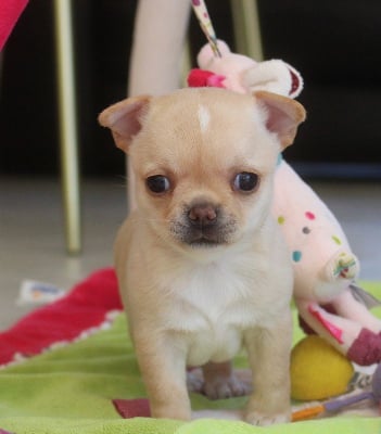 Les chiots de Chihuahua