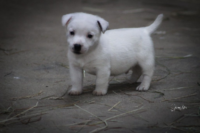 Vitalys - Jack Russell Terrier