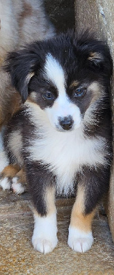 Les chiots de Berger Américain Miniature
