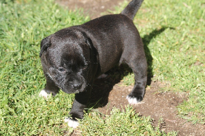 Les chiots de Staffordshire Bull Terrier