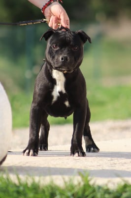 Les chiots de Staffordshire Bull Terrier