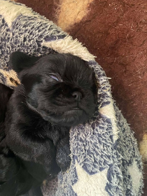 Les chiots de Griffon belge