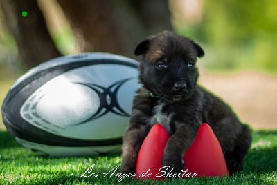 Les chiots de Berger Belge
