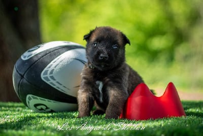 Les chiots de Berger Belge
