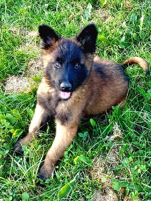 Les chiots de Berger Belge