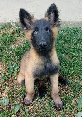 Les chiots de Berger Belge