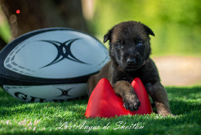 Les chiots de Berger Belge